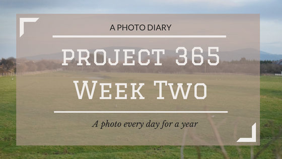 Project 365 Week Two : A photo every day for a year