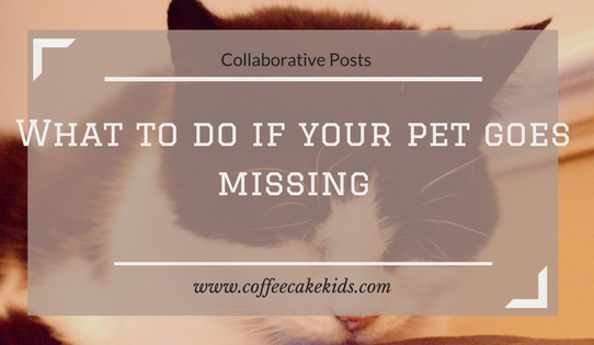 What To Do If Your Pet Goes Missing