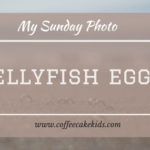 Jellyfish Eggs | My Sunday Photo