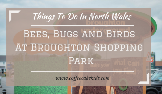 Things To Do In And Around North Wales | Bees, Bugs And Birds at Broughton Shopping Park