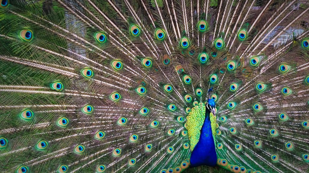 Peacock spreading it's wings