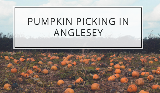 The Ordinary Moments | Pumpkin Picking in Anglesey