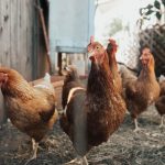 What is the cheapest way to feed your chickens?