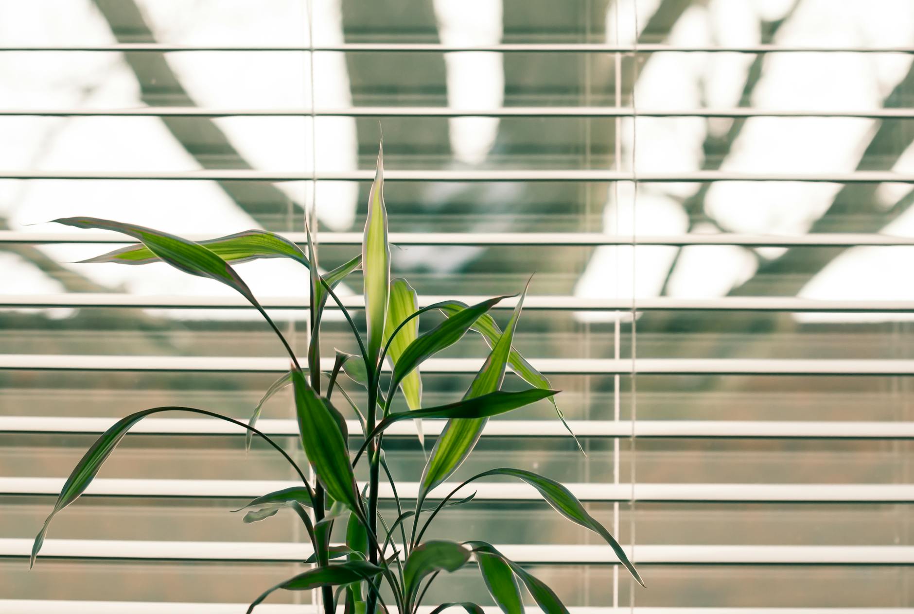 green leaf plant against white venetian window blinds