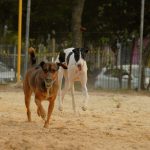 How to Protect Dogs From Fleas When They Play Outside?
