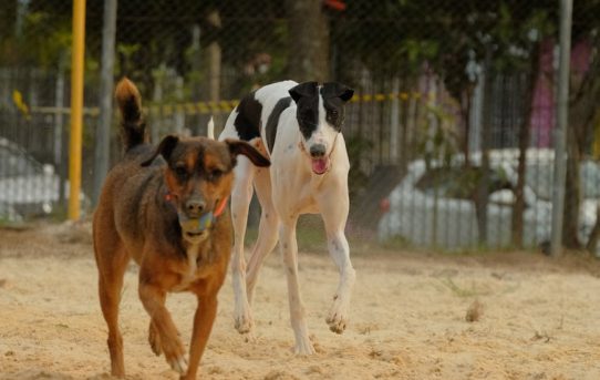 How to Protect Dogs From Fleas When They Play Outside?
