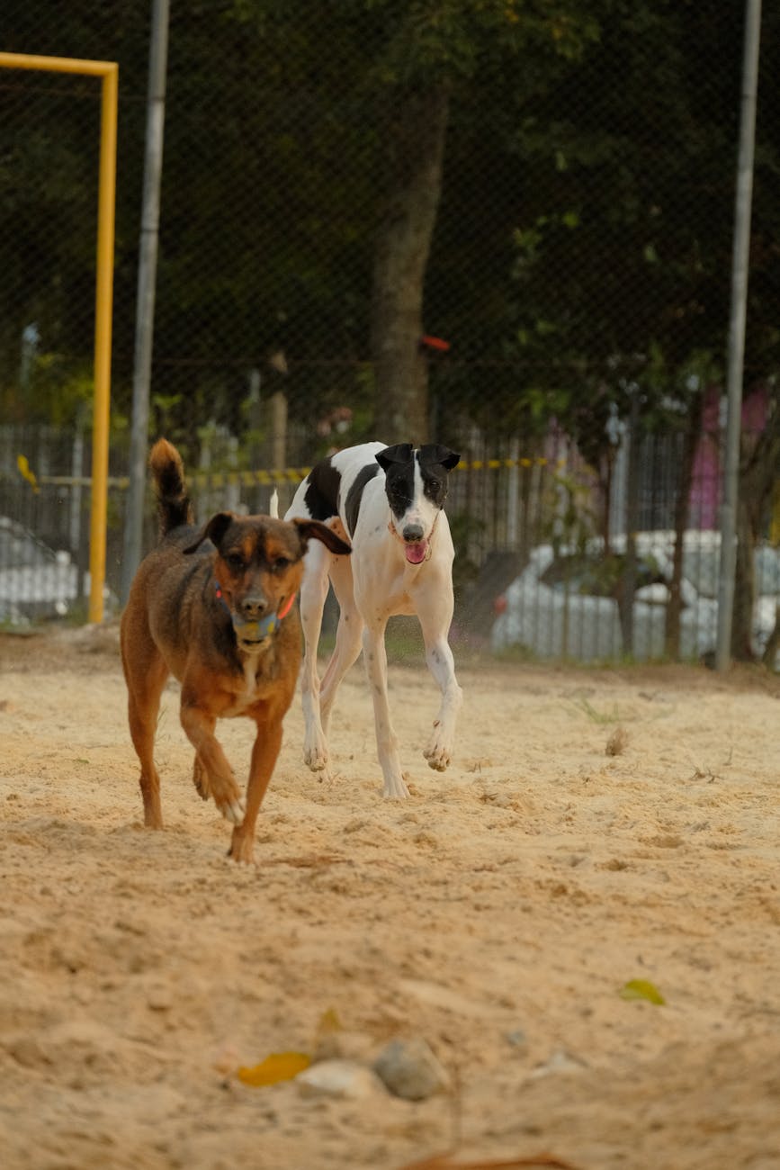 playful dogs running in curitiba park