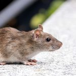 Effective Rodent Exclusion Techniques for Palm Beach Homes