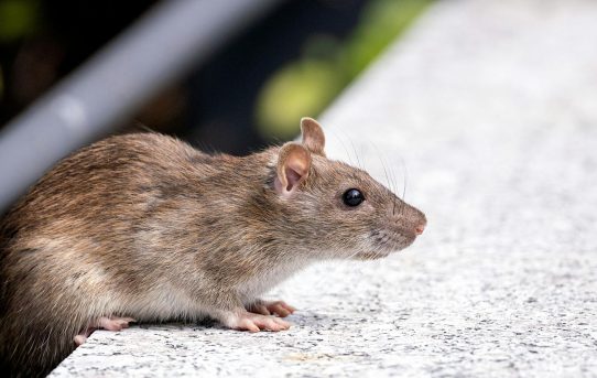 Effective Rodent Exclusion Techniques for Palm Beach Homes