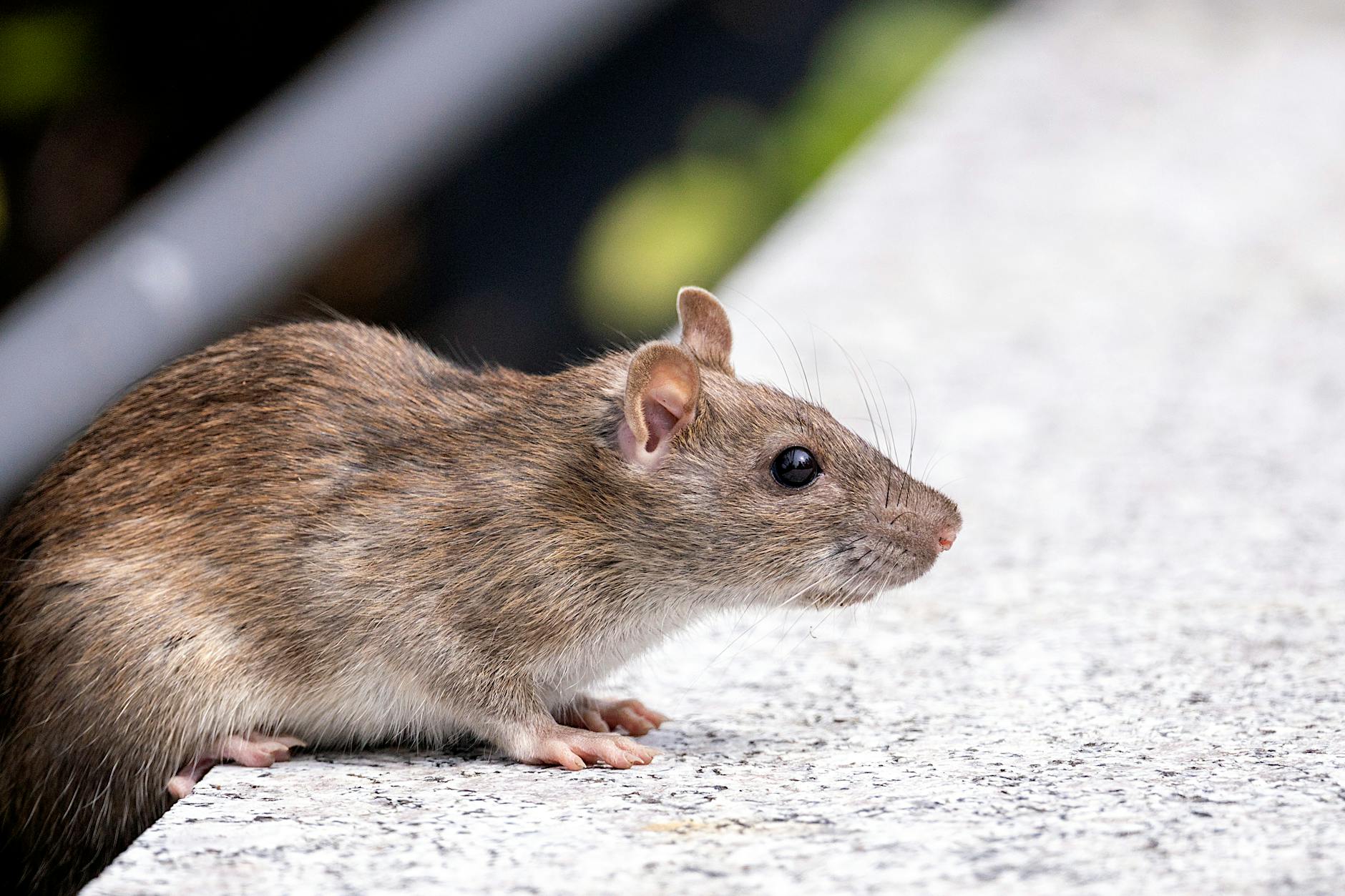 close up shot of a rat